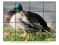 Puzzle-Stockente-1.pdf